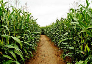 Produtividade brasileira de grãos cresce 24% em dez anos