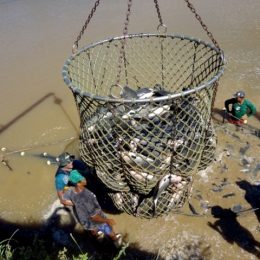 Sedam cadastra mais de mil empreendimentos de piscicultura em 2012