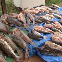Mato Grosso: quantidade de pescado irregular já é superior a da piracema passada