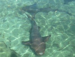 Projeto que incentiva pesca de tubarões em Pernambuco vai parar no MP