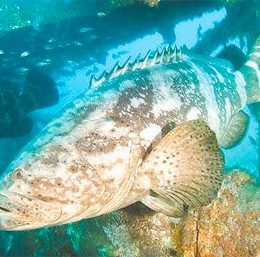 Alerta para os peixes gigantes ameaçados de extinção