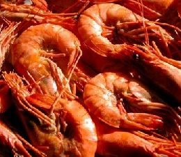 Importação de camarão argentino preocupa setor pesqueiro em Itajaí