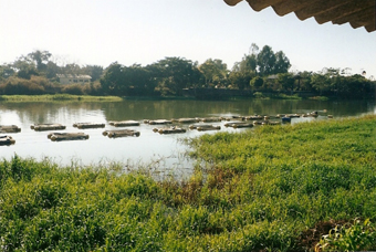 Epamig analisa cadeia produtiva da piscicultura e qualidade da água no Reservatório de Três Marias
