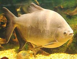 Produtores comercializam peixes no reassentamento rural