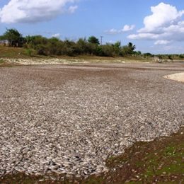 Milhares de peixes são mortos e boiam em açude no interior da Bahia