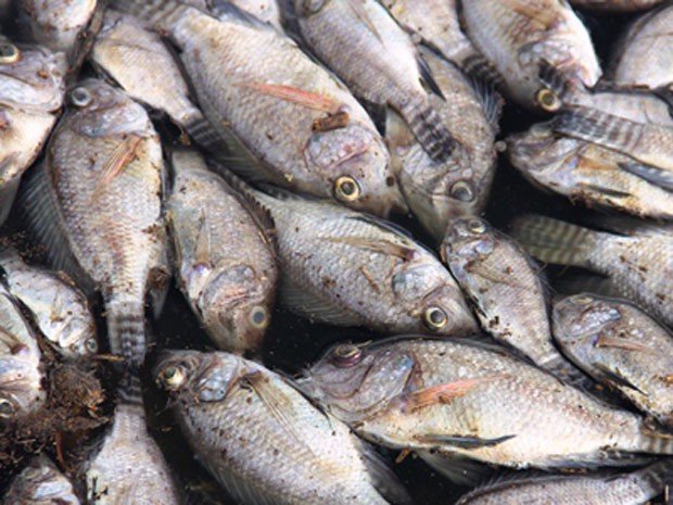 Milhares de peixes são mortos e boiam em açude no interior da Bahia