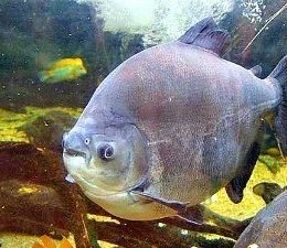 Pacajá vai implantar Estação de Reprodução e Alevinagem