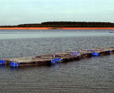 Epamig estimula piscicultura na região do reservatório de Três Marias