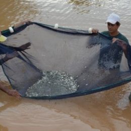 Linha de financiamento estrutura polo de piscicultura em Humaitá