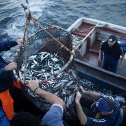 Ministros europeus aprovam fim das rejeições de peixes no mar