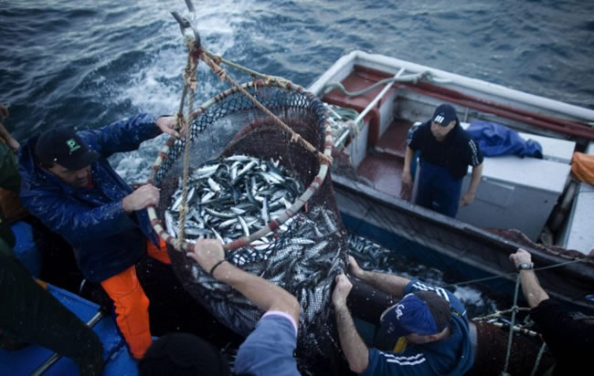 Ministros europeus aprovam fim das rejeições de peixes no mar