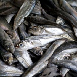 Governo quer peixes abaixo da dimensão mínima fora do prato