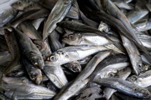 Governo quer peixes abaixo da dimensão mínima fora do prato