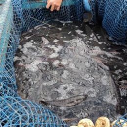 PISCICULTURA: INCORPORAÇÃO DE ÁREAS DEGRADADAS