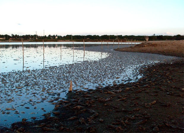 Secretaria interdita lagoa no RN onde milhares de peixes morreram