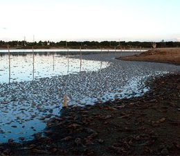 UFRN estuda causa da mortandade de peixes no interior do RN