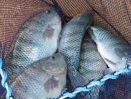 Encontros técnicos sobre piscicultura