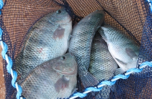 Encontros técnicos sobre piscicultura