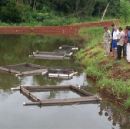 Psicultura em Mato Grosso aposta em peixe sustentável