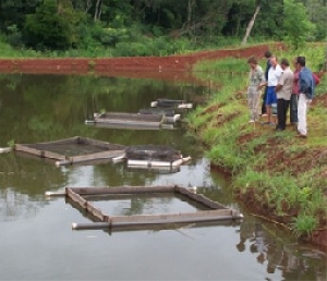Psicultura em Mato Grosso aposta em peixe sustentável