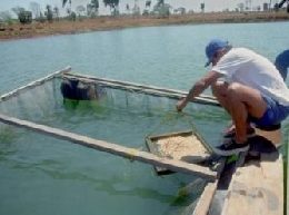Projeto tanques-rede deve começar no segundo semestre no Tocantins
