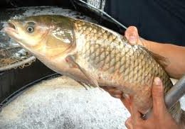 pescados