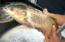 pescados
