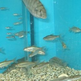 Um pesquisador conseguiu evitar que uma espécie de peixe, o Acanthobrama Telavivensis, se extinguisse em Israel