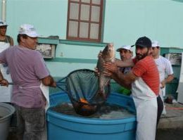 Construção gratuita de viveiros de peixes é sucesso em Cocal do Sul