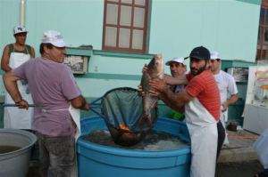Construção gratuita de viveiros de peixes é sucesso em Cocal do Sul 