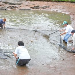 Feira hamburguense deve vender 45 toneladas de peixes