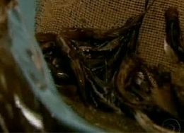 Criação de alevinos é alternativa de produção nos vales do Taquari e Rio Pardo