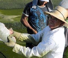 Pesquisa e repovoamento do São Francisco ganham reforço da Codevasf em 2013