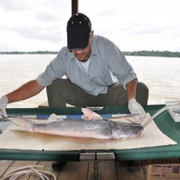 monitoramento de peixes