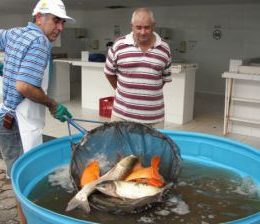 Três tanques cheios de carpa, tilápia e traíra