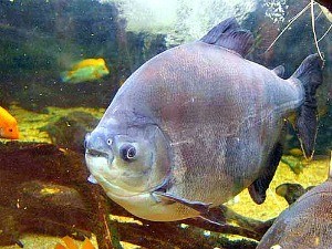 Pesquisa no AM utiliza peixes para verificar nível de poluição de igarapé