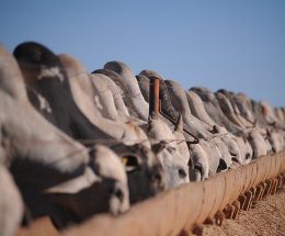 Americanos começam a comprar empresas brasileiras de ração