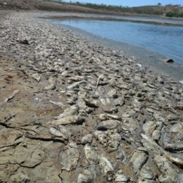 Seca mata centenas de peixes em Adustina, interior da Bahia