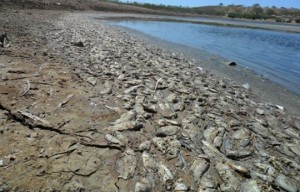 Seca mata centenas de peixes em Adustina, interior da Bahia