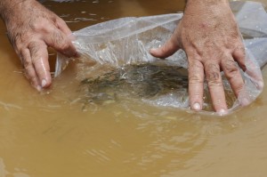 peixes