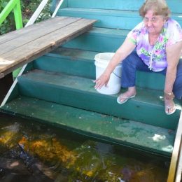 Aposentada alimenta peixes de estimação no Rio Guaporé, em RO