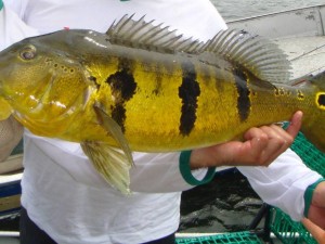 tucunaré