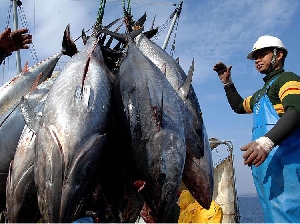 Sepaq e Secon planejam construir novo Mercado de Peixe na Ilha de Outeiro 