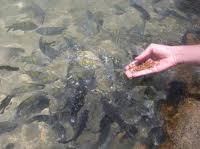 peixe alimentacao