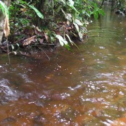 Peixes criados em cativeiro despoluem igarapés amazônico
