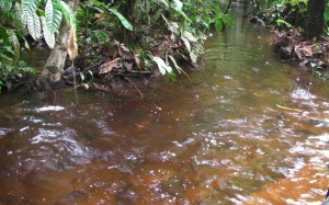Peixes criados em cativeiro despoluem igarapés amazônico