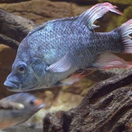 O zoológico de Londres tem dois machos da espécie "Ptychochromis insolitus"