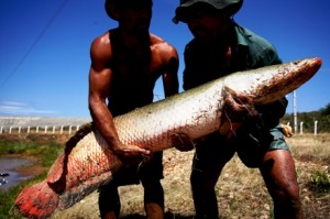 Piscicultura em Rondônia