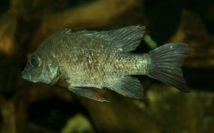 peixe solteiro