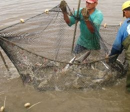 peixe manejo